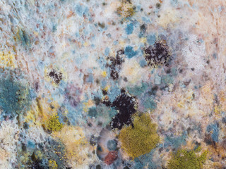 Fungus and mold on sliced bread