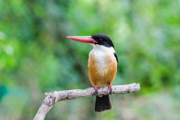 Black-capped Kingfisher 