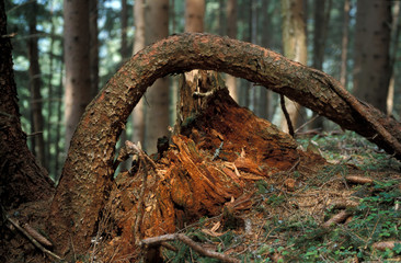 Tree cut, arch, Austria, Lower Austria, Schneeberg Rax, Hinterna
