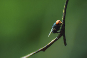 Fly sitting in a Branch