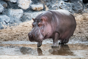 Hippopotame amphibie