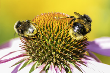 Pair of bumblebees working on a mauve and orange daisy like plant