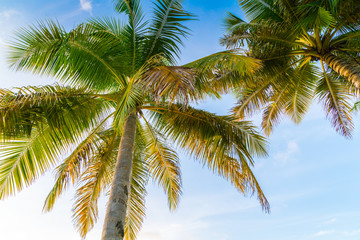 Fototapeta na wymiar Beautiful tropical Maldives island with palms tree around .