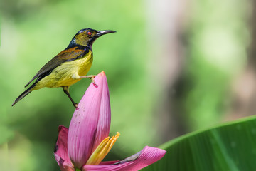 Brown-throated Sunbird
