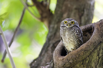 Bird, Owl, Spotted owlet (Athene brama) in tree hollow,Bird of Thailand