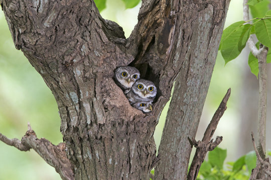 Bird, Owl, Two Spotted owlet (Athene brama) in tree hollow,Bird of Thailand