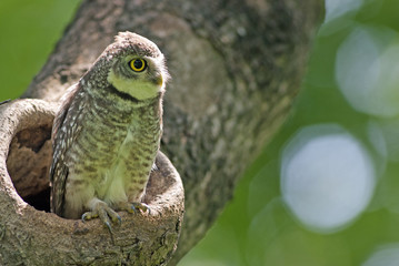 Bird, Owl, Spotted owlet (Athene brama) in tree hollow,Bird of Thailand