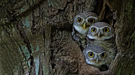 Zelfklevend Fotobehang Vogel, Uil, Three Spotted owlet (Athene brama) in holle boom, Bird of Thailand © Nuwat