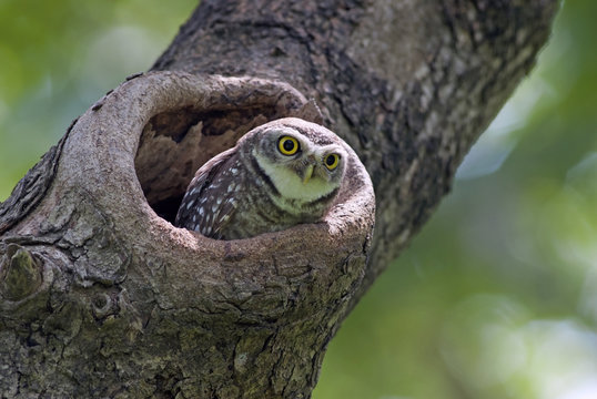 Bird, Owl, Spotted owlet (Athene brama) in tree hollow,Bird of Thailand
