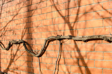Brick wall with creeper