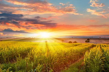 Abwaschbare Fototapete Land Sonnenaufgang über dem Maisfeld
