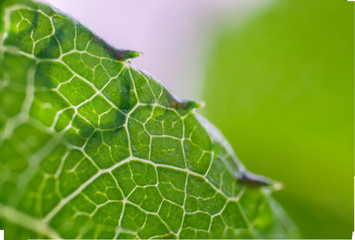 drops of dew on a green leaf strawberries. macro