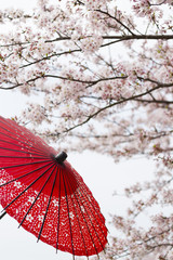 Japanese spring image, Cherry blossoms in bloom  