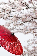 Stickers pour porte Fleur de cerisier Japanese spring image, Cherry blossoms in bloom  