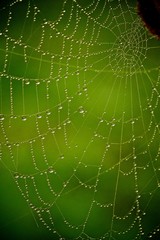 rain drops on spiders web 