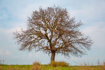 Beautiful landscape and lone tree