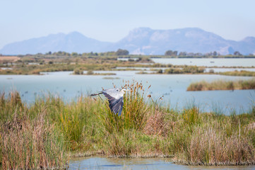 Bird paradise, Goksu Lagoon, Mersin