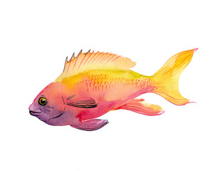 Watercolor coral fish