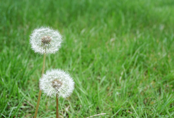 dandelion on green meadow in spring