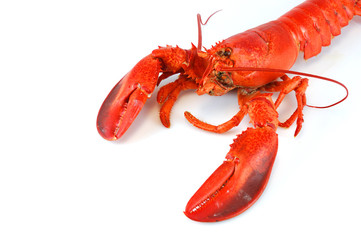 single cooked red lobster isolated on white background