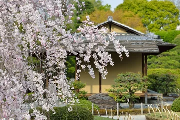 Afwasbaar Fotobehang Kersenbloesem 桜の木と茶室