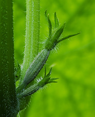 Growing cucumbers in the greenhouse