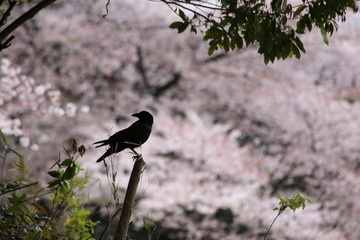 カラス