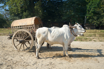 A cart drawn by zebu and the inscription "Taxi" on a Sunny day. Mingun, Myanmar