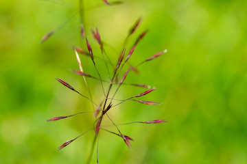 blurred grass flower