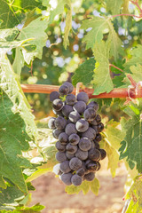 Wine grapes in vineyard before autumn harvest