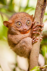 Singe tarsier en milieu naturel