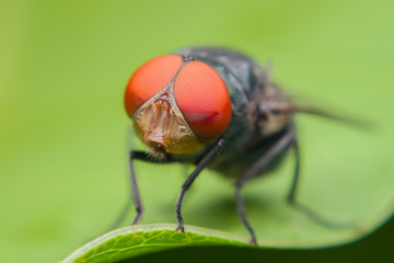 Close up of a green fly on a green leaf,Fly is carrier of diarrhea,Macro of a green fly