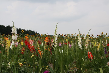 Gladiolen und Sonnenblumen auf Feld am Waldrand 