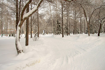 Trees in winter siberian park