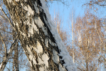 Winter birch tree trunk