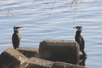 多摩川のカワウ？