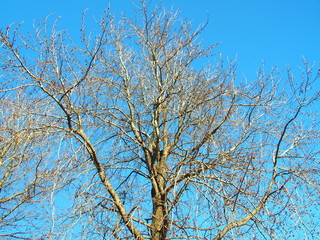 モミジバフウの枯れ木