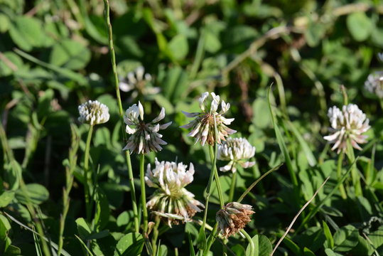 plantas y flores de la pampa humeda