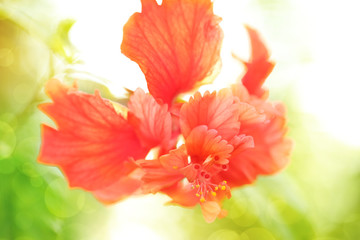 Fototapeta na wymiar Red hibiscus flower, sweet toned and soft focus with spring boke