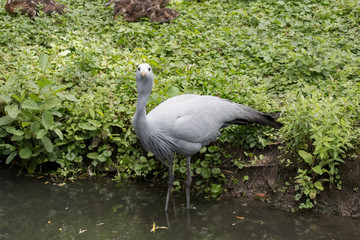 Grue de paradis