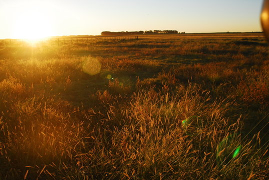 plantas y flores de la pampa humeda