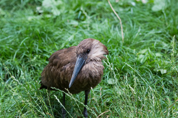 Ombrette du Sénégal