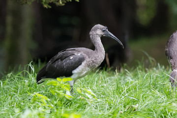 Ibis hagedash
