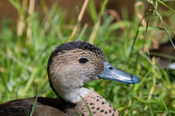 Canard à collier noir en gros plan