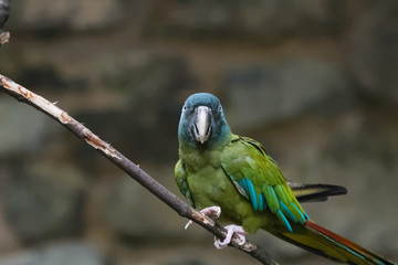 Ara de Coulon © Jerome