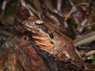 Female of Italian agile frog (Rana latastei) full of eggs, reaching the breeding site, Italy
