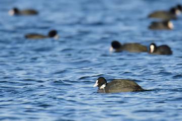 Blässhuhn bei der Futtersuche 