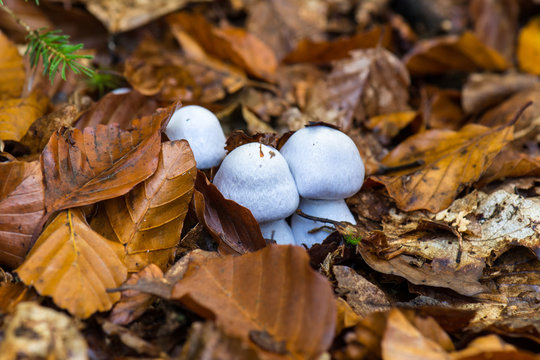 Weiße Pilze in Buchenlaub