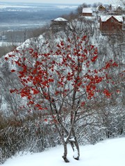 Рябина с ягодами зимой на склоне