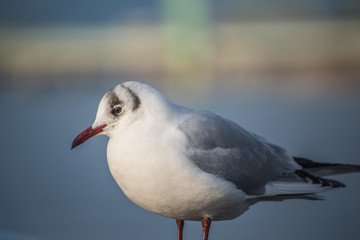 Seagull